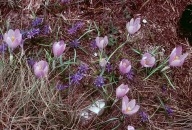 Crocus biflorus