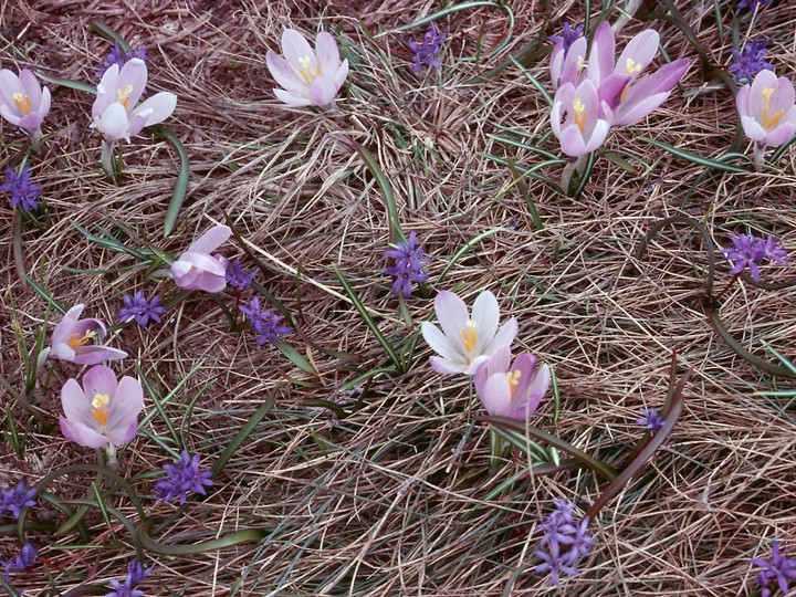 Crocus biflorus