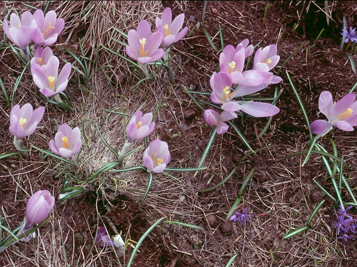 Crocus biflorus