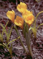 Crocus flavus