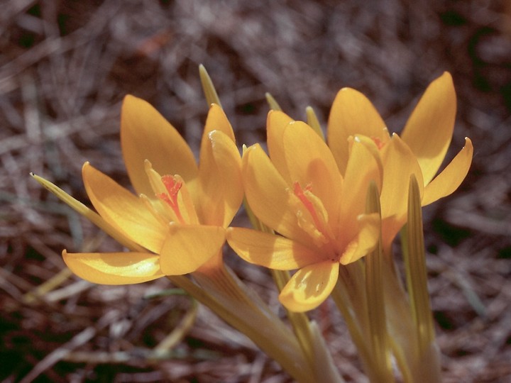 Crocus flavus