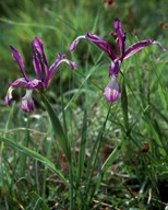 Iris sintensii?