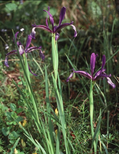 Iris sintensii?