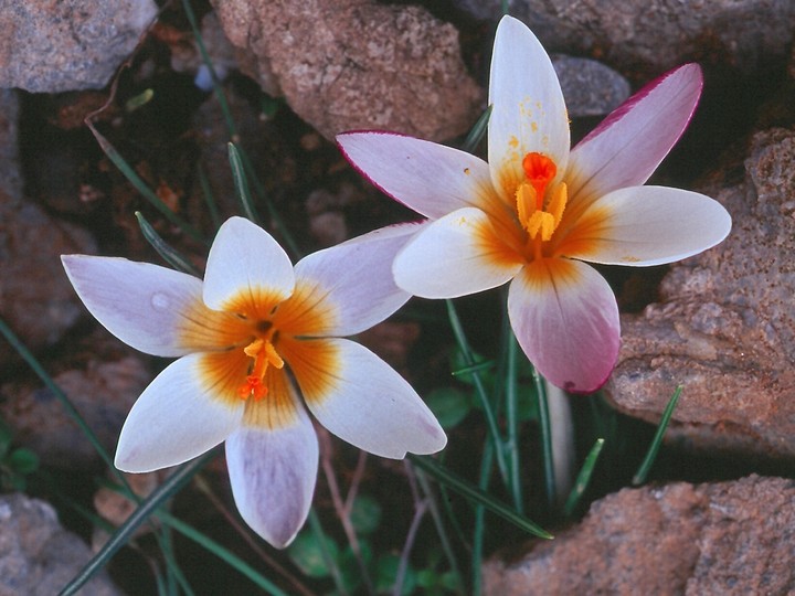 Crocus sieberi ssp. sieberi