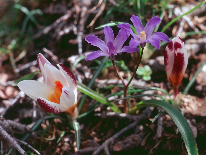 Crocus sieberi ssp. sieberi