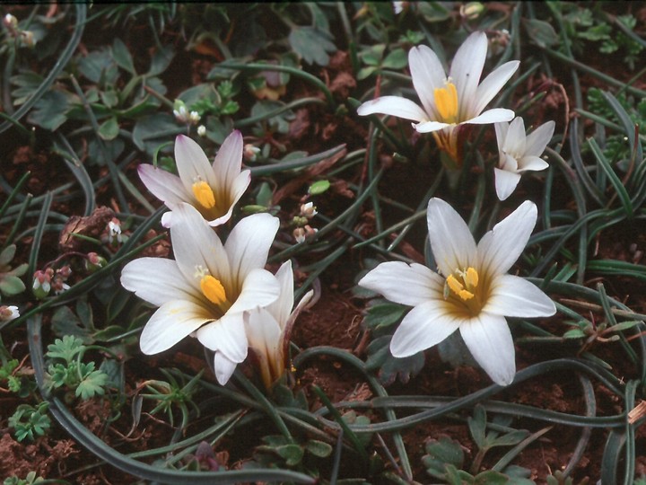 Romulea bulbocodium