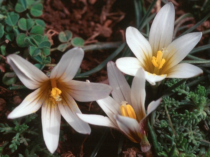 Romulea bulbocodium