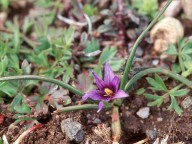 Romulea linaresii ssp. graeca