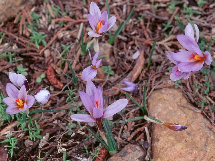 Crocus cyprius