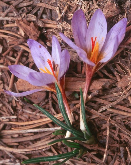 Crocus cyprius