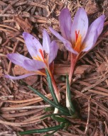 Crocus cyprius