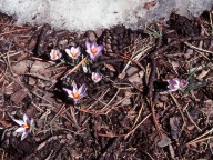 Crocus cyprius