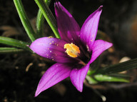 Romulea linaresii ssp. graeca