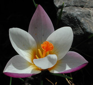 Crocus sieberi ssp. sieberi