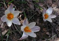 Crocus sieberi ssp. sieberi