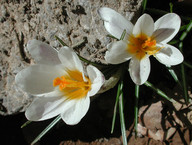 Crocus sieberi ssp. sieberi