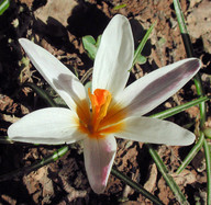 Crocus sieberi ssp. sieberi