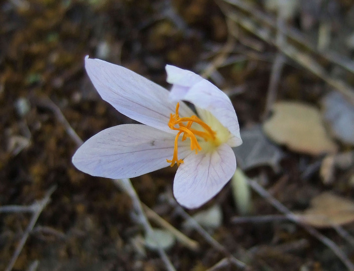 Colchium autumnalis