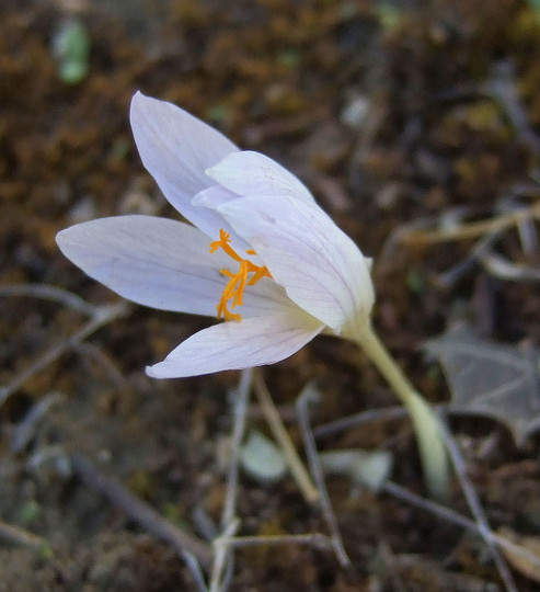 Colchium autumnalis