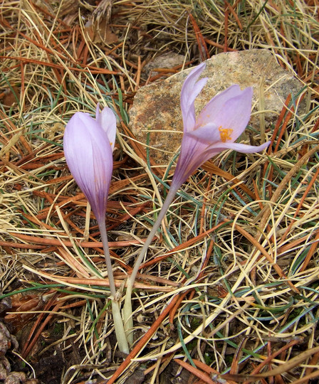 Colchium autumnalis