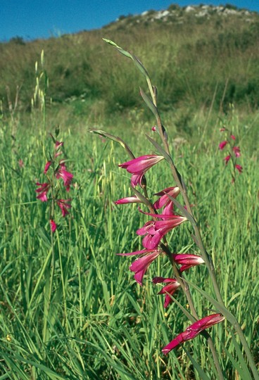 Gladiolus italicus