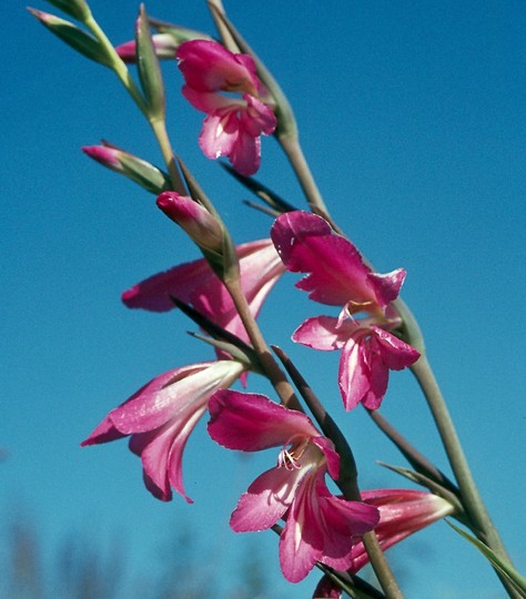 Gladiolus italicus