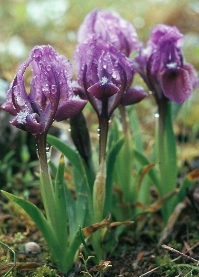 Iris attica