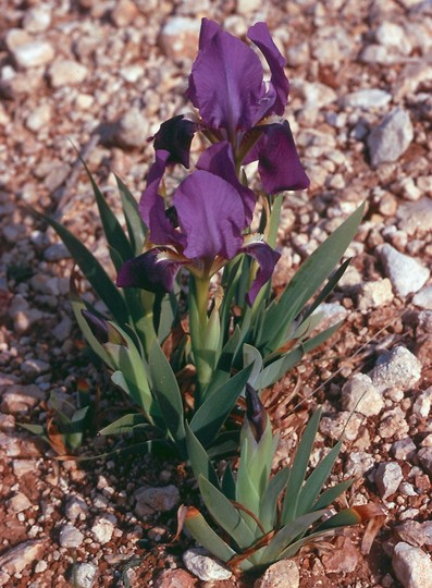 Iris germanica