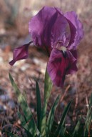 Iris germanica