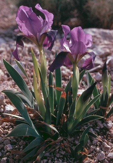 Iris germanica