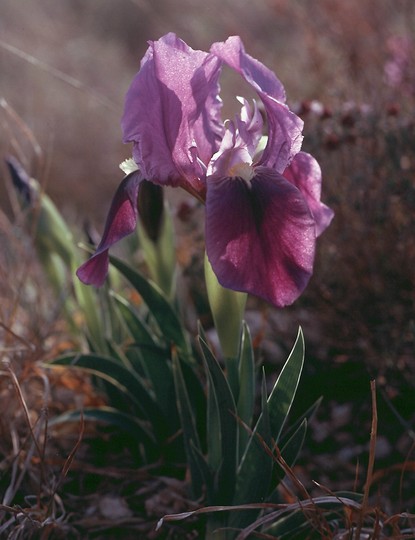 Iris germanica