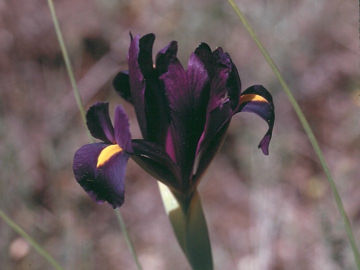 Iris filifolia