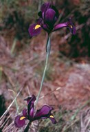 Iris filifolia