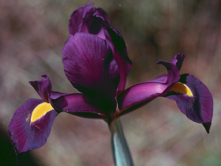 Iris filifolia