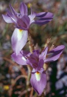 Gynandriris sisyrinchium