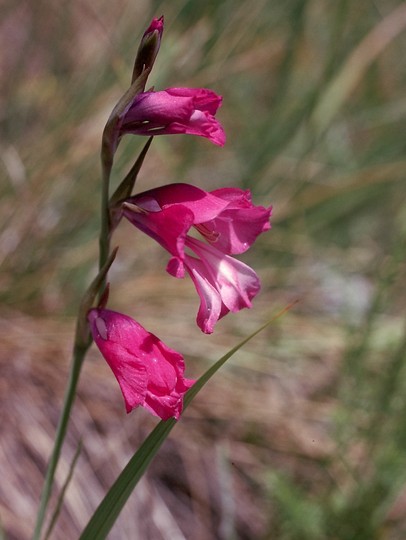 Gladiolus italicus