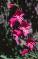 Gladiolus italicus