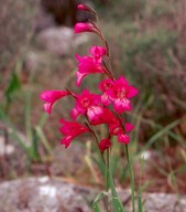 Gladiolus italicus