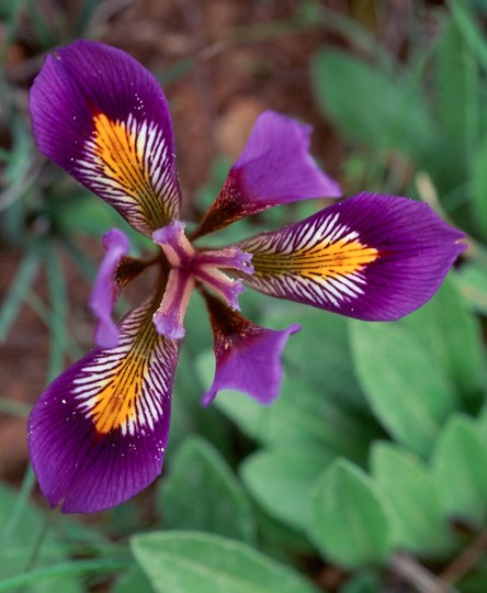 Iris unguicularis ssp. cretensis