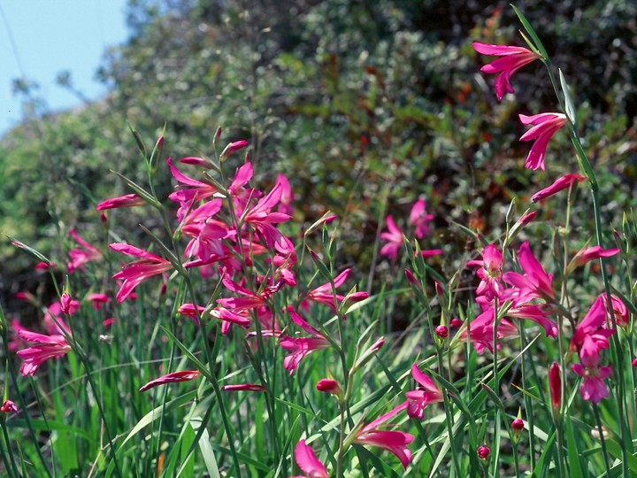 Gladiolus italicus