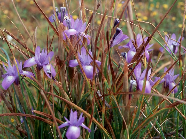 Gynandriris sisyrinchium