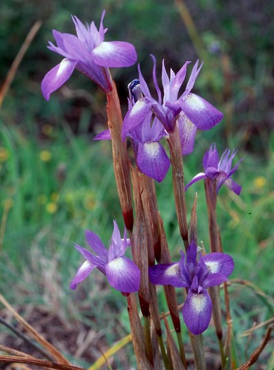 Gynandriris sisyrinchium