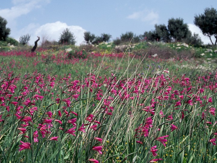 Gladiolus italicus