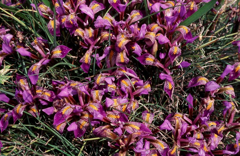 Iris unguicularis ssp. cretensis