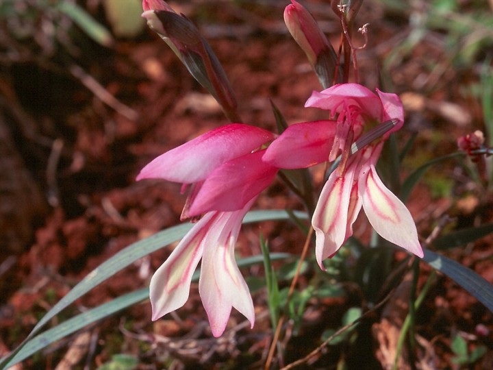 Gladiolus triphyllus