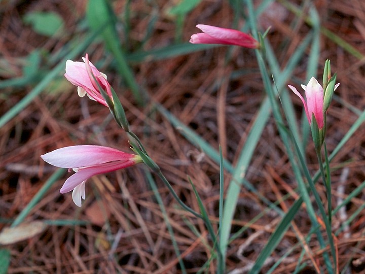 Gladiolus triphyllus