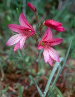 Gladiolus triphyllus