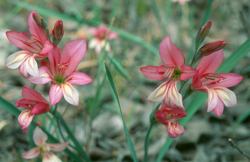 Gladiolus triphyllus