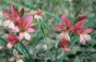 Gladiolus triphyllus