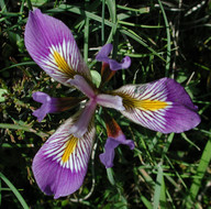 Iris unguicularis ssp. cretensis